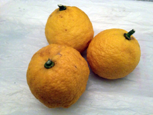 Yuzu.jpg