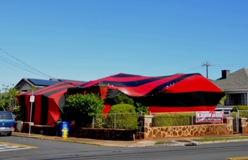 pict-シロアリ 3.jpg