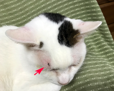 目の上に傷 ひなちゃん うり太くんとの暮らし 楽天ブログ