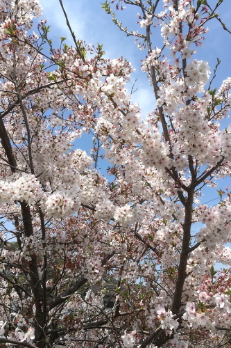 201704158 桜.JPG