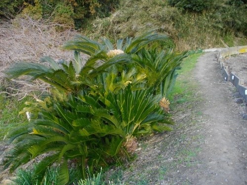 高塚山お花畑 (4) (500x375).jpg