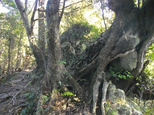 花嫁街道経文石 (500x375).jpg