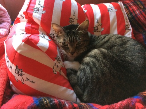 IMG_0823 - コピー.JPG