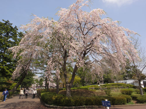 榴岡10.jpg