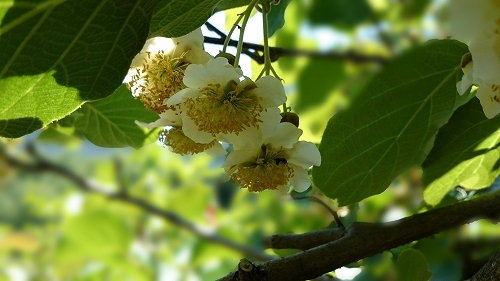 20140601キウイ雄花.jpg