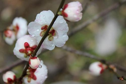 20150308 梅4.jpg