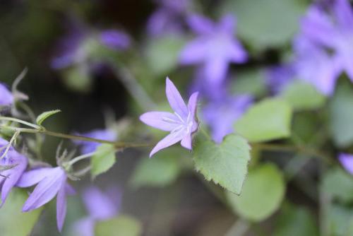 20170604 カンパニュラ・ポシャルキアーナ.jpg