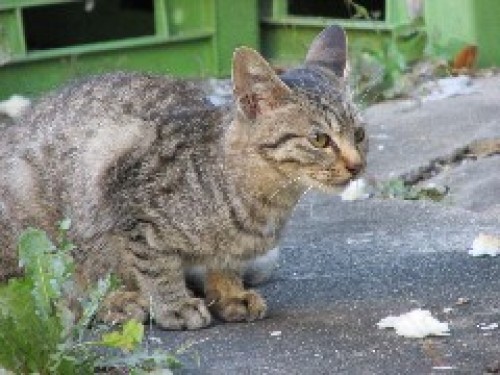 外猫　2013.10.24 003.jpgブログ.jpg
