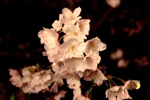 20160401 夜桜11.jpg