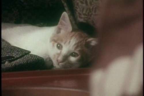 PDVD_003.jpg
