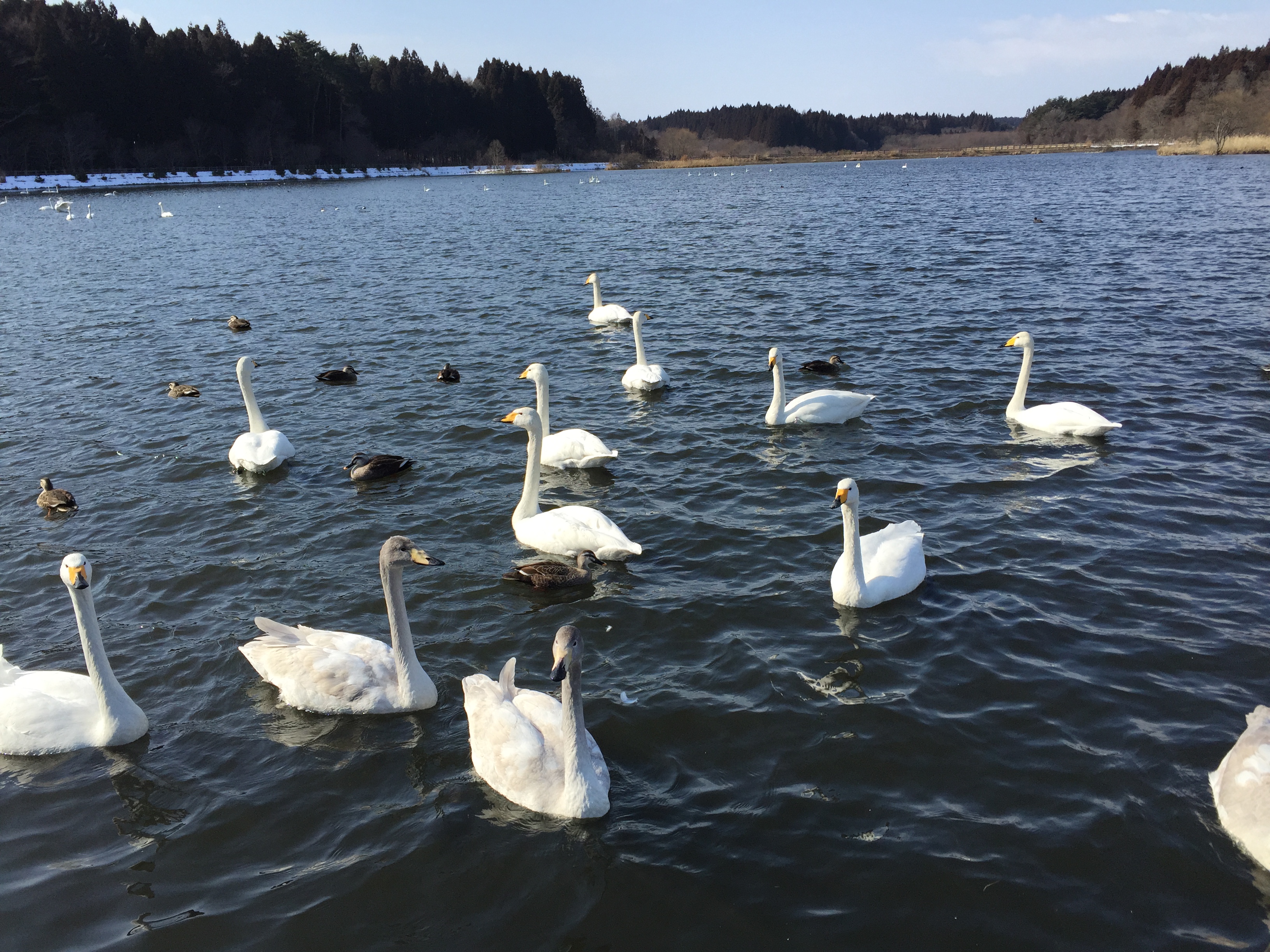 白鳥の家 ひなちゃん週末の旅 楽天ブログ