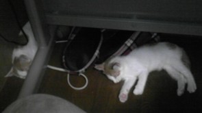 ねこ2