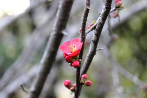 20170312 ボケ 3.jpg