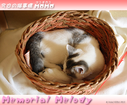 munchkin_momo120228.jpg