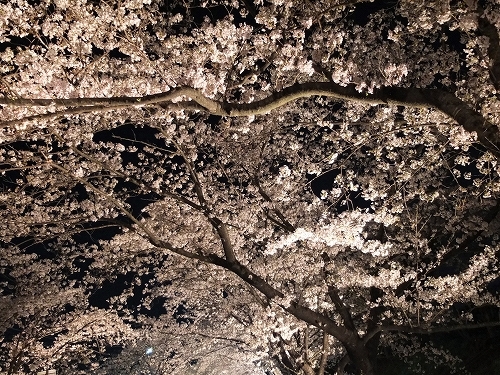 桜4.jpg