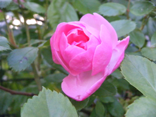 DSCF7896.JPG