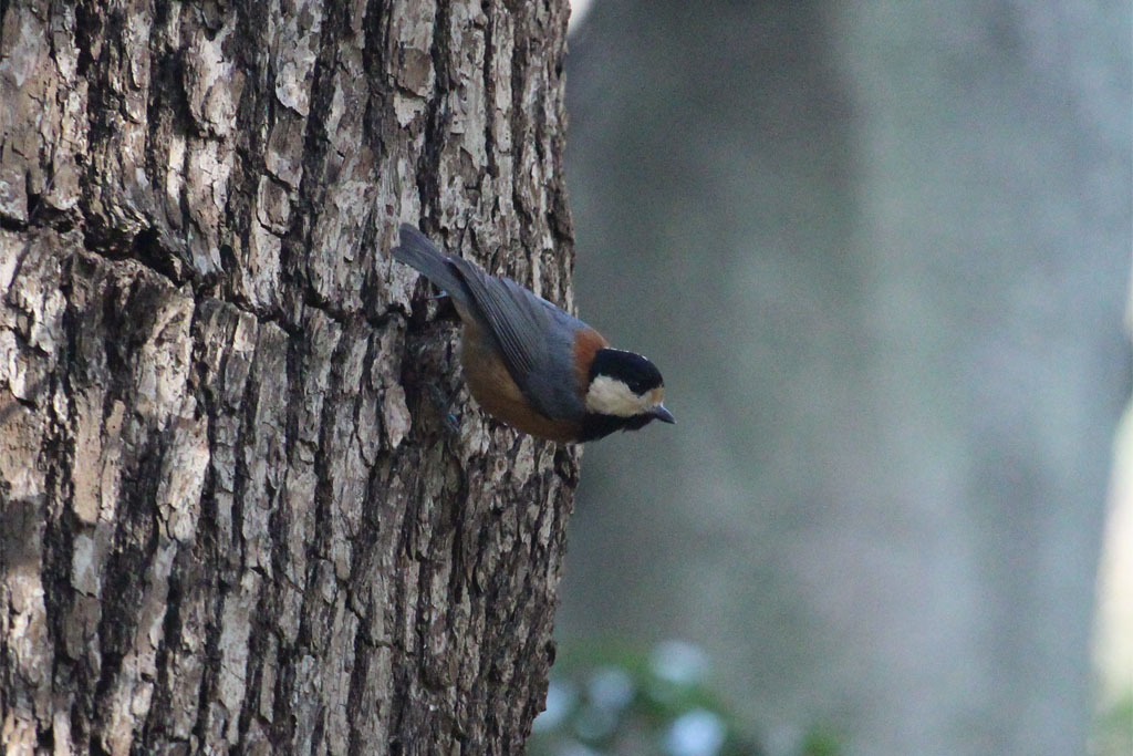 ヤマガラ（明治神宮）