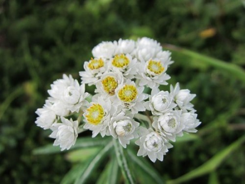 高山植物２ .JPG