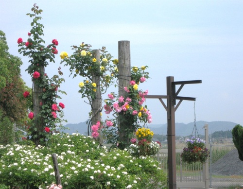 バラ園9.jpg