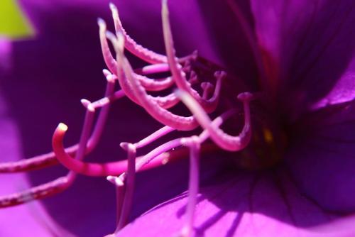 20170115 シコンノボタン 4.jpg