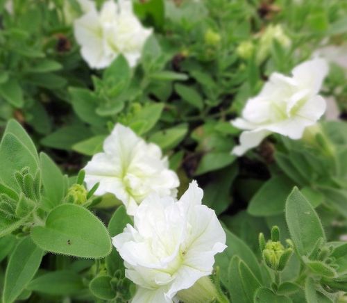 DSC01628 - コピー.jpg