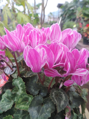DSCN2305.JPG