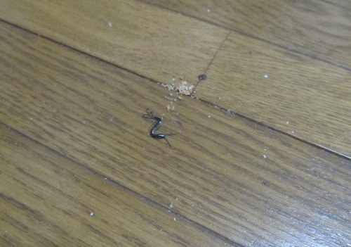 ミニムカデが出た！