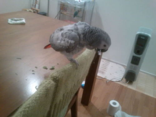 6 お掃除。。。.JPG