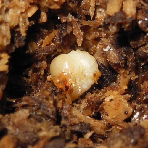 hB4cδ-27-27 (2).JPG