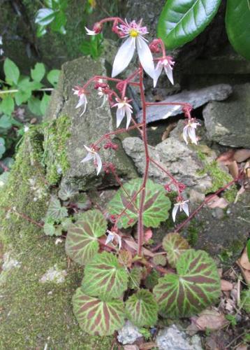 20140617 ユキノシタ.jpg