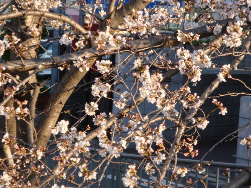 20130325-2.JPG