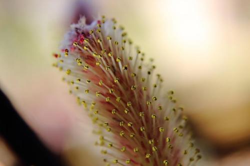 20160321 アカメネコヤナギ.jpg