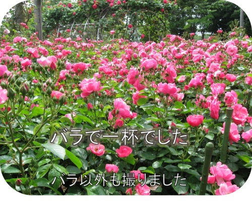 バラ園14.jpg