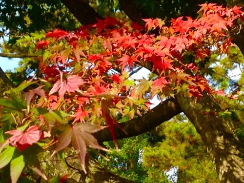 11-21 3.栗林公園・紅葉