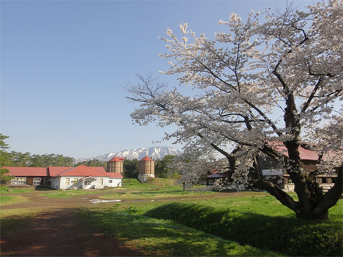 一本桜14.jpg
