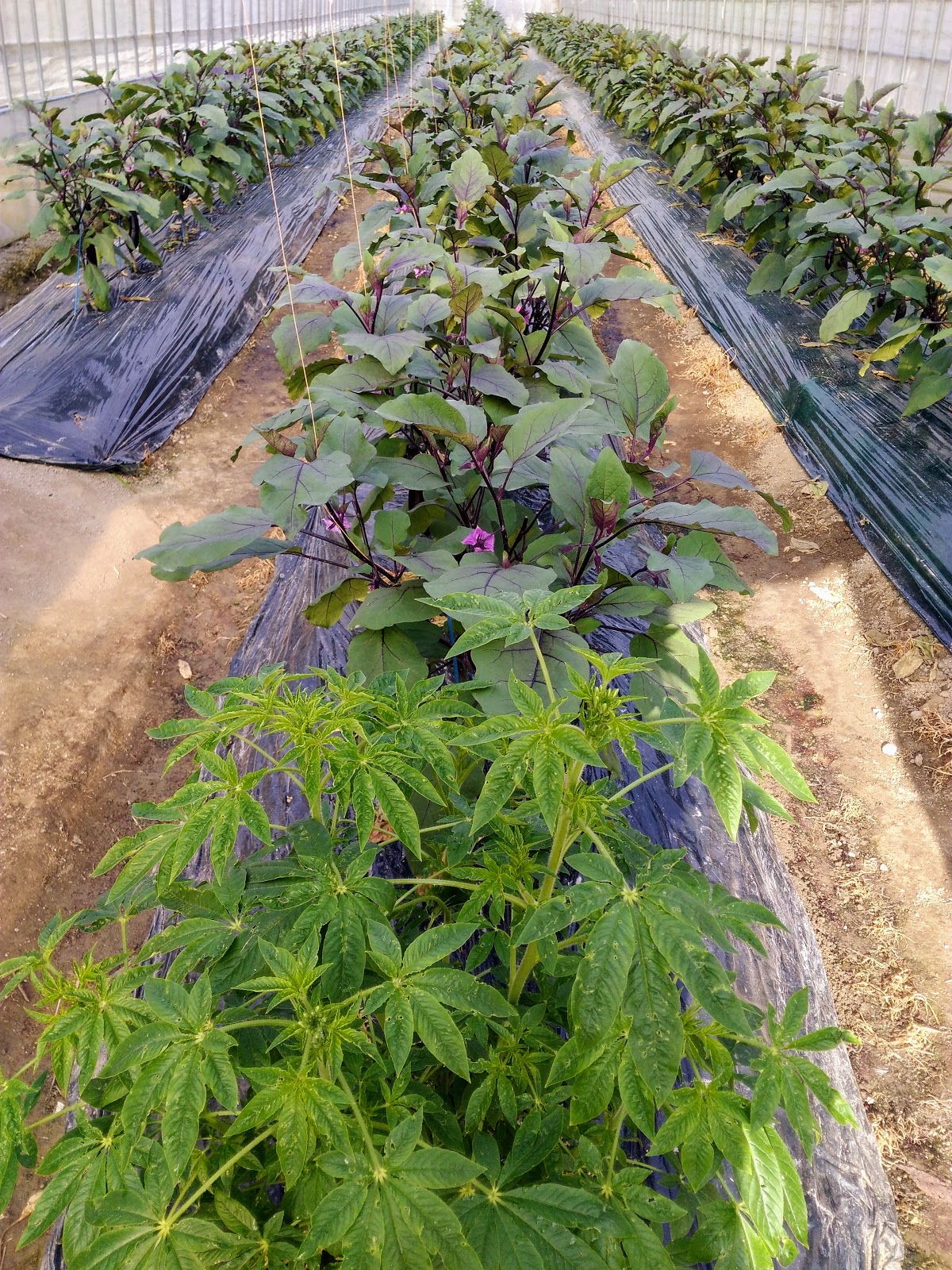 土着天敵を利用した茄子栽培 クレオメの花 農家ケーキ工房 雲母 きらら 楽天ブログ