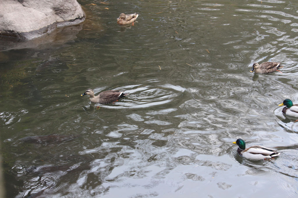 マガモとカルガモ（明治神宮）