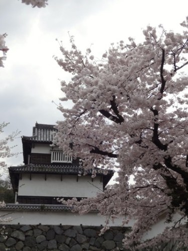 4.2016年 桜 福岡城 (6).JPG