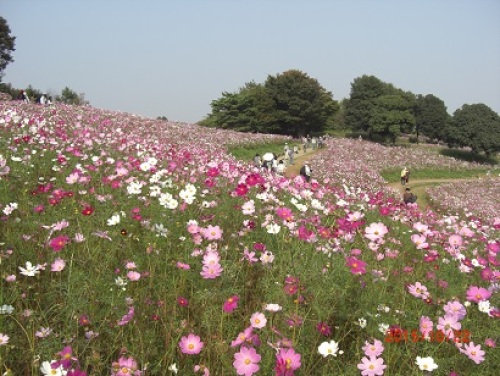 コスモスの丘.jpg