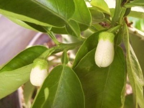 DSCN8130 (300x225).jpg