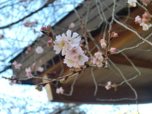 平の神社　2013 2　寒桜２.jpg