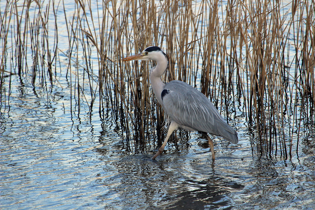 アオサギ（東京港野鳥公園）