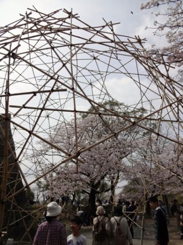 4.2016年 桜 福岡城 (11).JPG