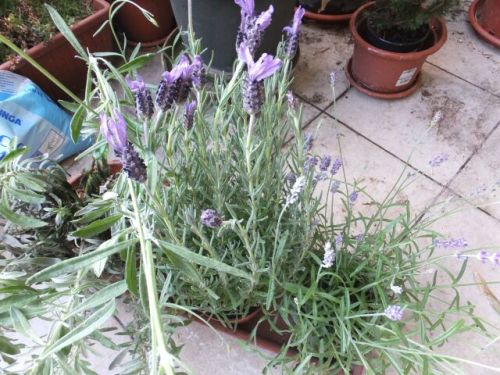 15 giovedi lavanda.jpg