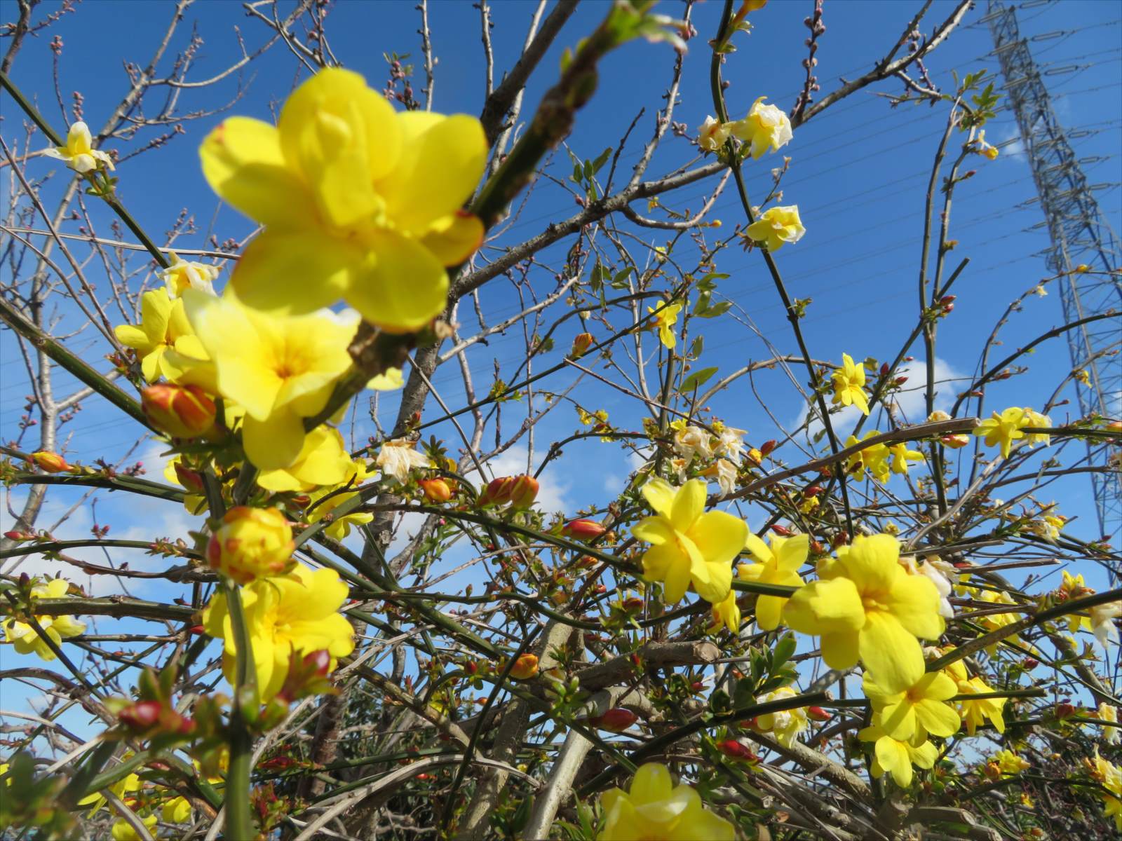 黄色い花 雲南黄梅 と梅の花 2月19日 ニンニク父さんのブログ 楽天ブログ