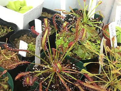 D カペンシス 僕の食虫植物日記 楽天ブログ