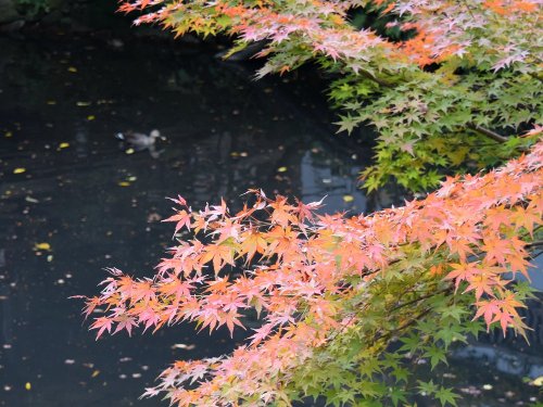 2016八幡宮4.jpg