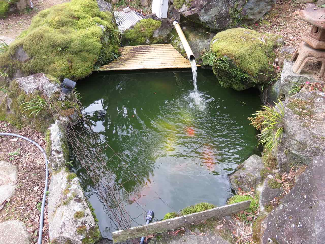 模様が見えるように 池掃除の効果 人が好き ちちおにん 楽天ブログ