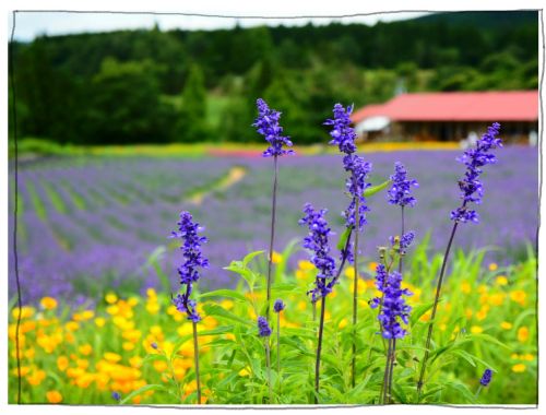 メナード青山リゾート　ラベンダー　ハーブガーデン
