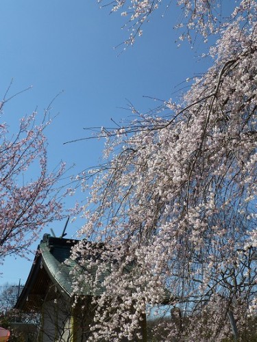 下野市_天平の丘公園_薄墨桜_11.jpg